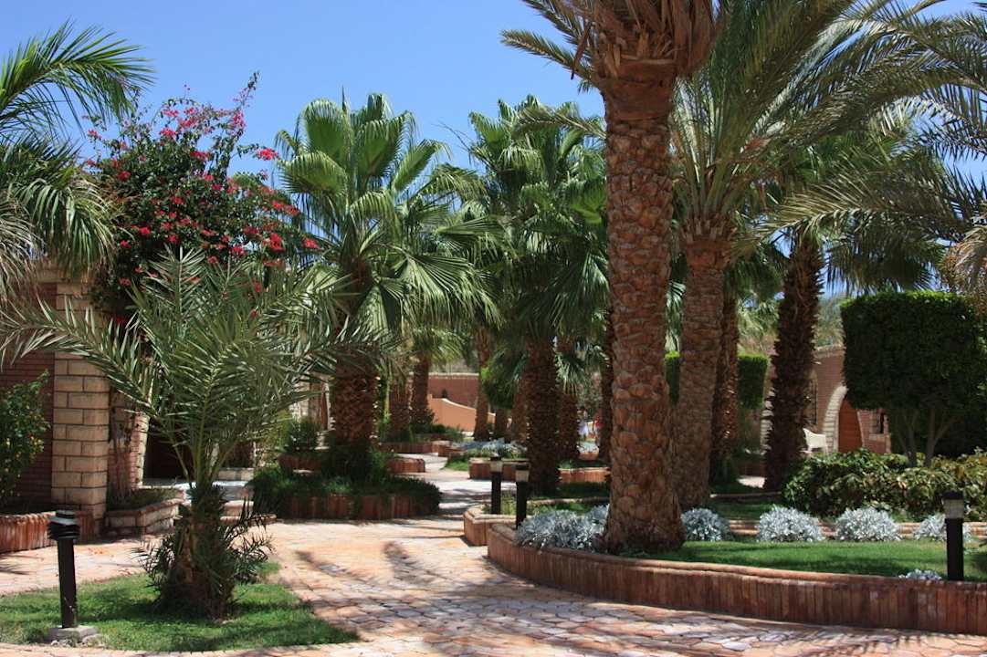 Palemku i palmiska w ogrodzie hoteliska Aladdin Beach Resort