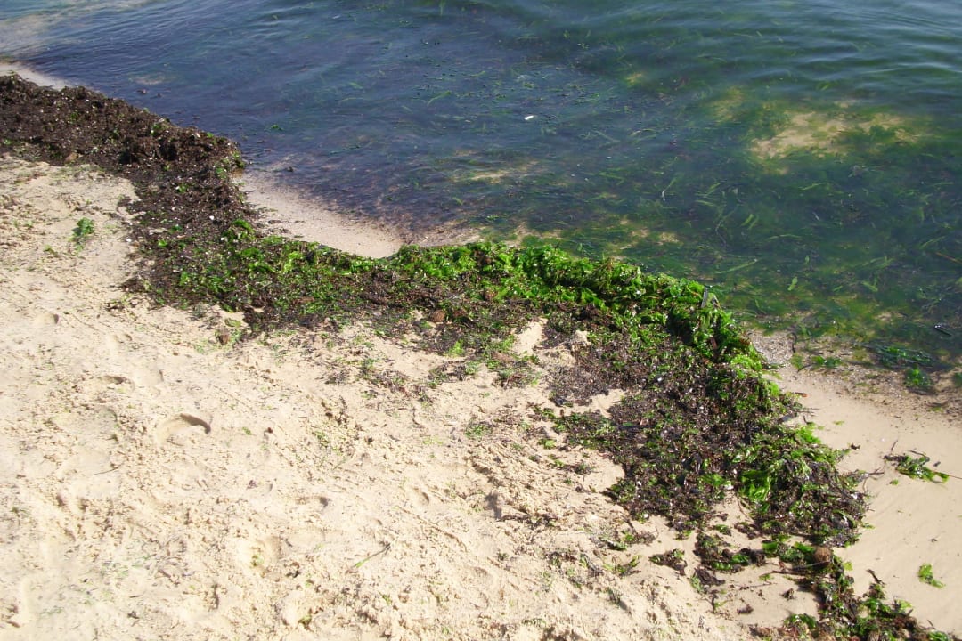 Stinkende Algen Monarque Club Rivage