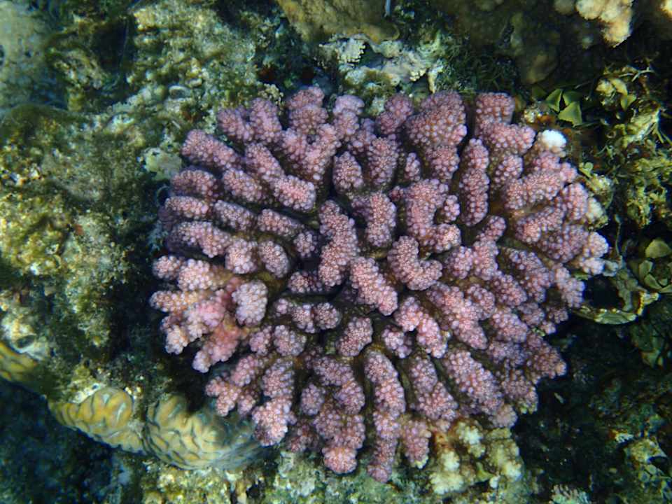 Strand Serenity Alpha Beach