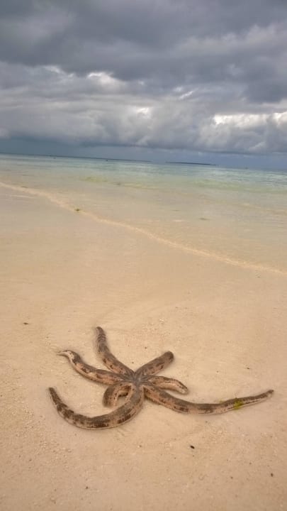Traumstrand Royal Zanzibar Beach Resort