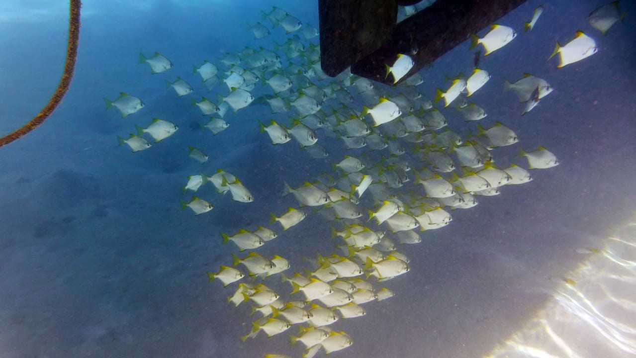 Sport & Freizeit Shams Alam Beach Resort