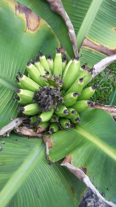 Gartenanlage Samui Paradies Resort
