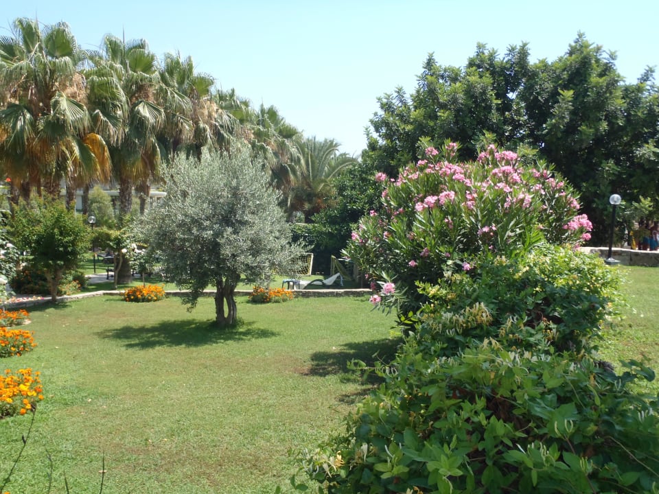 Blumen und mehr Arum Barut Collection