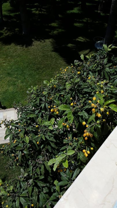Orangen aus dem Garten  Hotel Grand Side