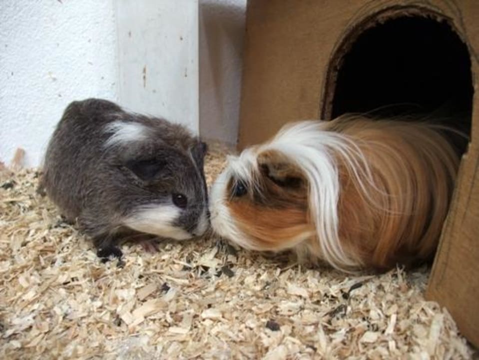 Ty & Loz gehören zum Inselshop NH Collection Maldives Reethi Resort