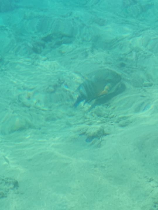 Sonstiges Pickalbatros Aqua Vista Resort - Hurghada