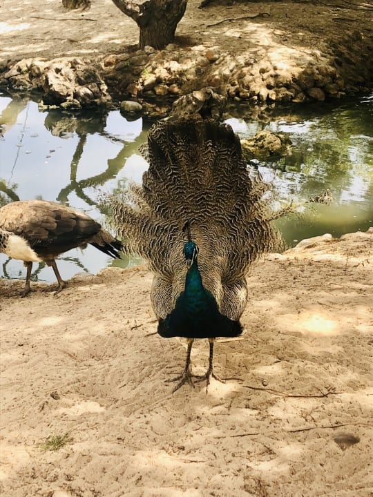 Gartenanlage Zafiro Bahia