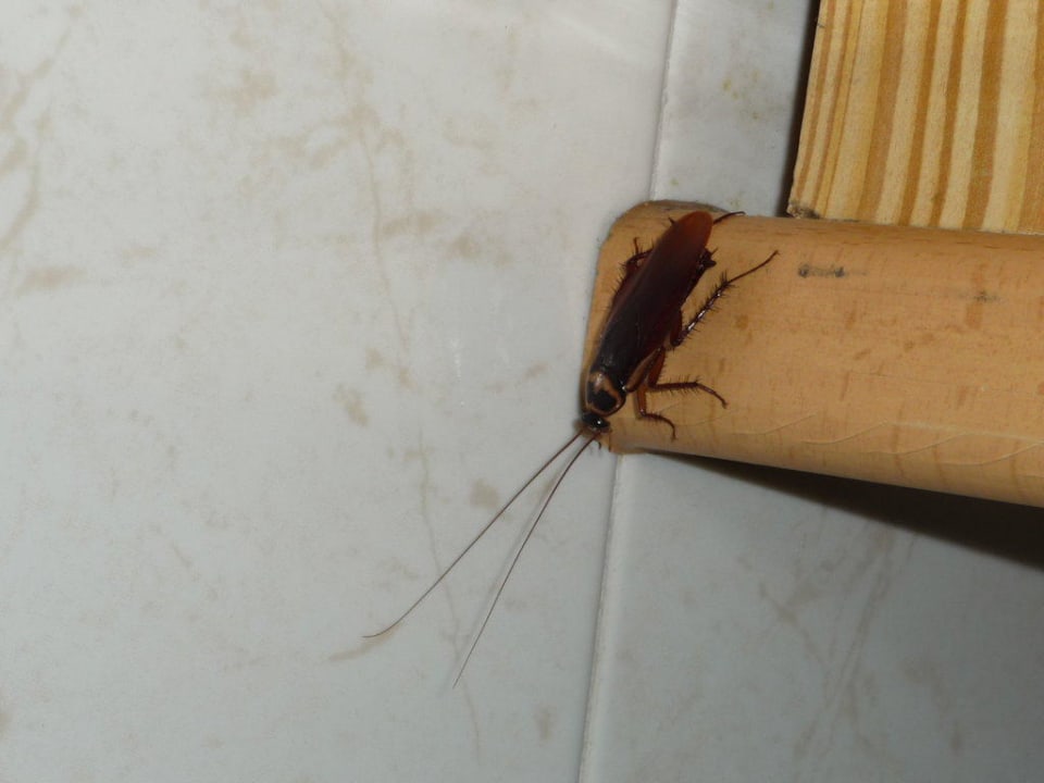 Mitbewohner Ole Tropical Tenerife