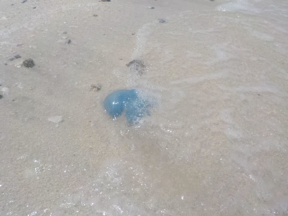 Blaue Qualle Rixos Bab Al Bahr