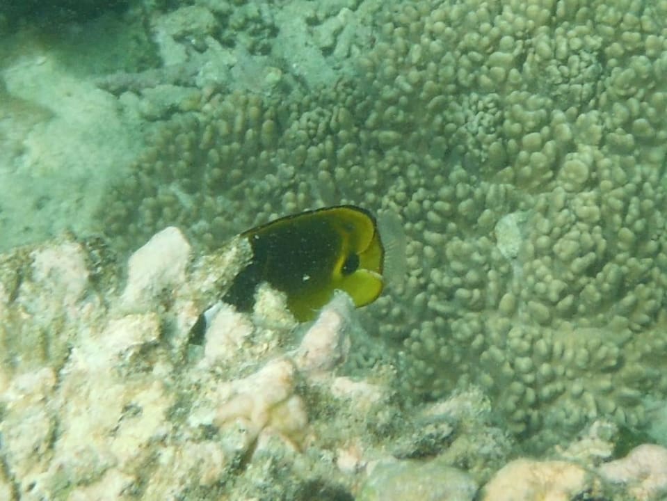 Bunter Fisch Royal Zanzibar Beach Resort