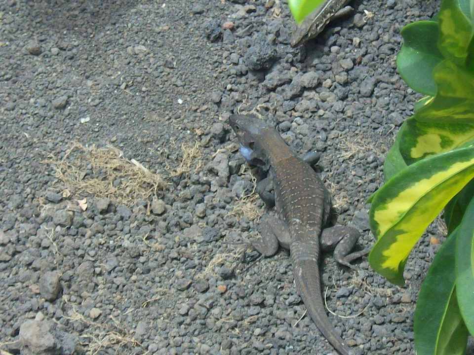 Sie sind überall La Palma Princess