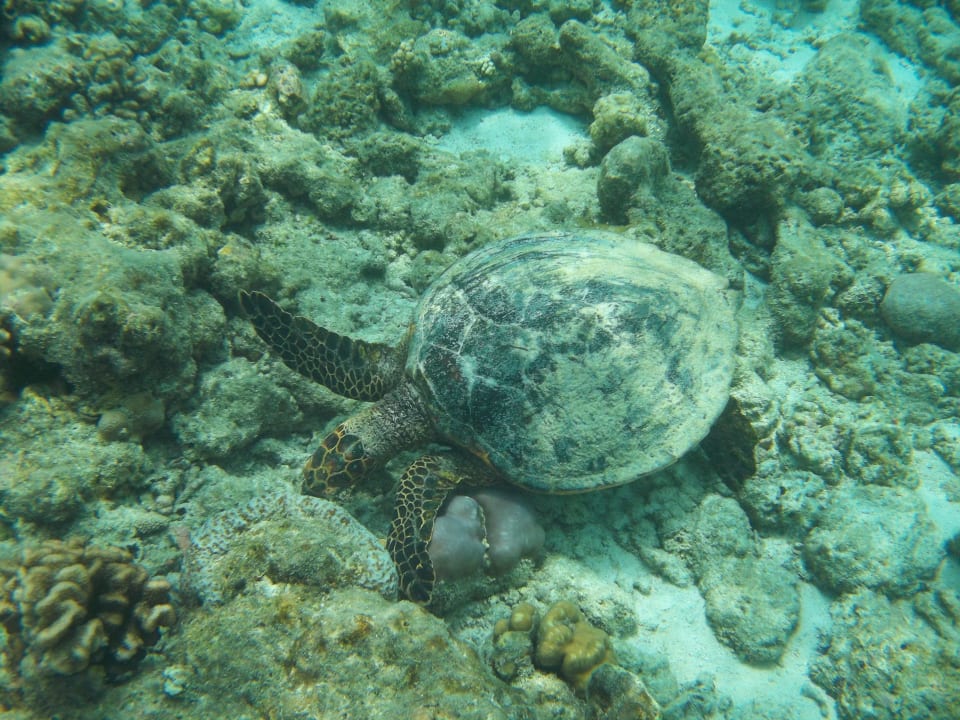 Schildkröte NH Collection Maldives Reethi Resort