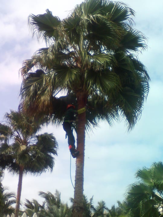 Palmengärtner hoch hinaus Hotel Riu Karamboa