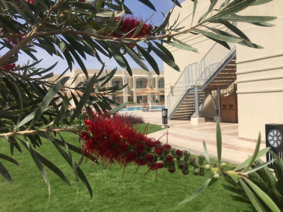 Gartenanlage Pickalbatros Aqua Park Resort - Sharm El Sheikh