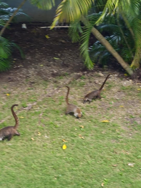 Gartenanlage Hotel Riu Playacar