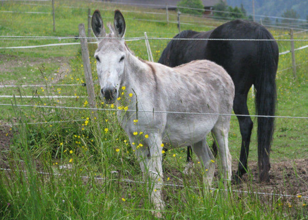Esel und Pferd Heizmannshof Hotel & Restaurant