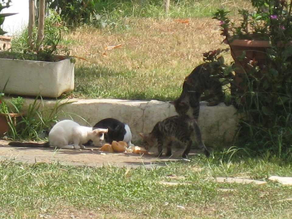 Für Katzenfreunde Hotel Pinar