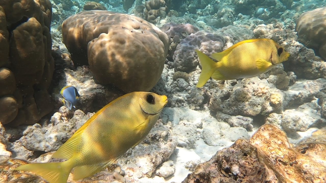 Sport & Freizeit NH Collection Maldives Reethi Resort