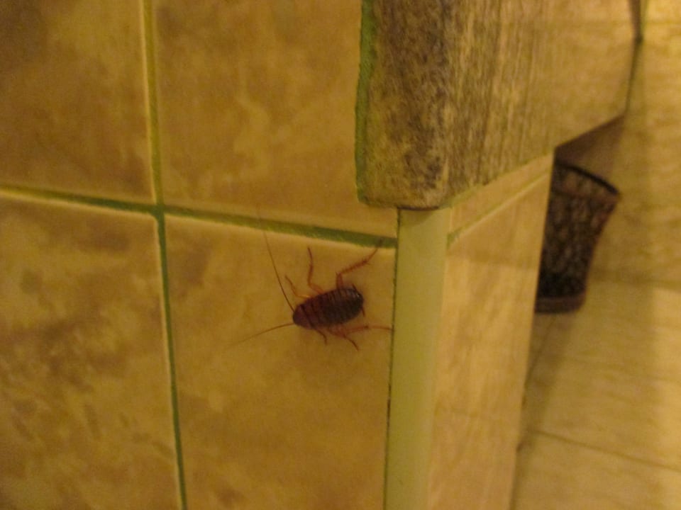 Kakerlake  Villa Park Sun Island