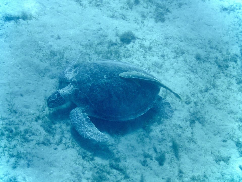 Strand Hotel Gorgonia Beach Resort