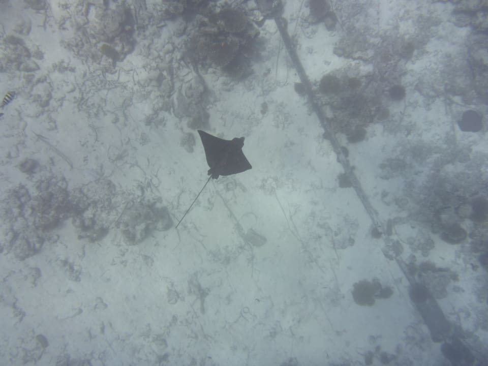 Sport & Freizeit NH Collection Maldives Havodda Resort