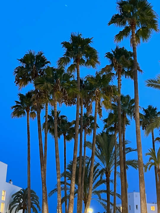 Gartenanlage Hipotels Mediterraneo Club