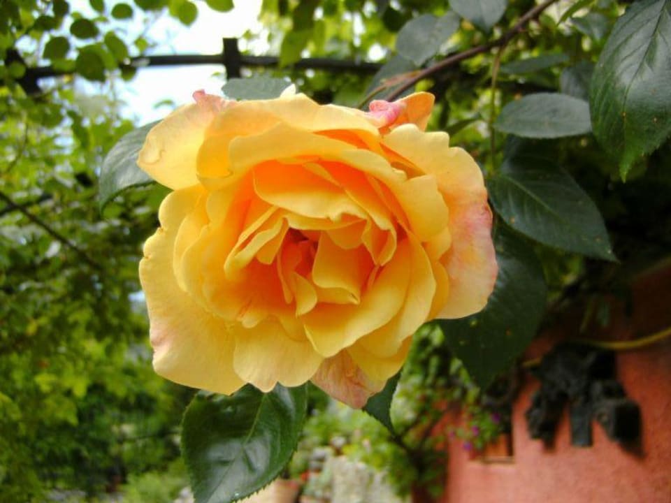 Garten am Hotel Teil 3 Hotel Taillard