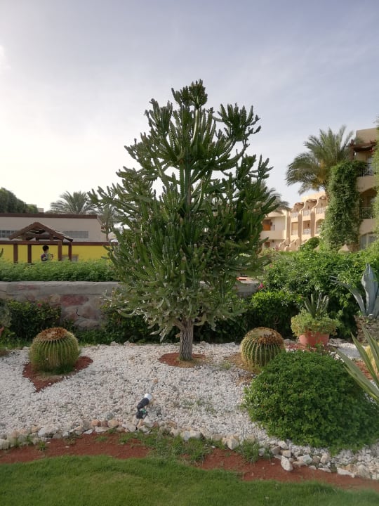 Gartenanlage Prima Life Makadi Resort
