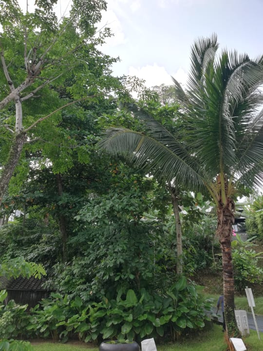 Gartenanlage Moracea by Khao Lak Resort