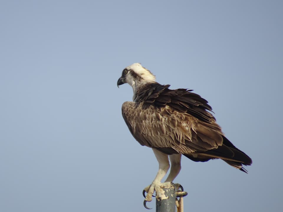 Strand Steigenberger Coraya Beach - Adults only