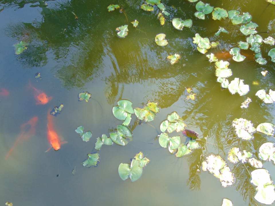 Gartenanlage Novotel Phu Quoc Resort