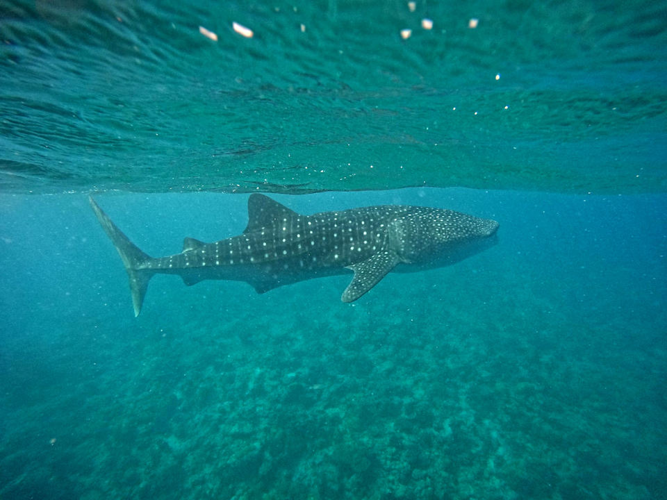 Sonstiges Vilamendhoo Island Resort & Spa