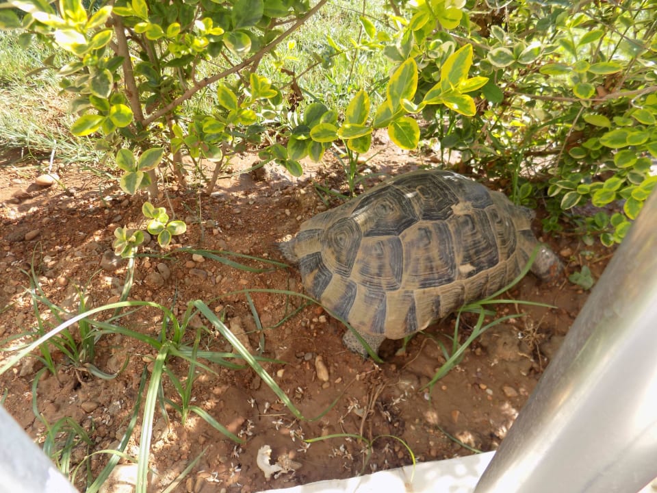 Житель Arycanda Kirman Premium