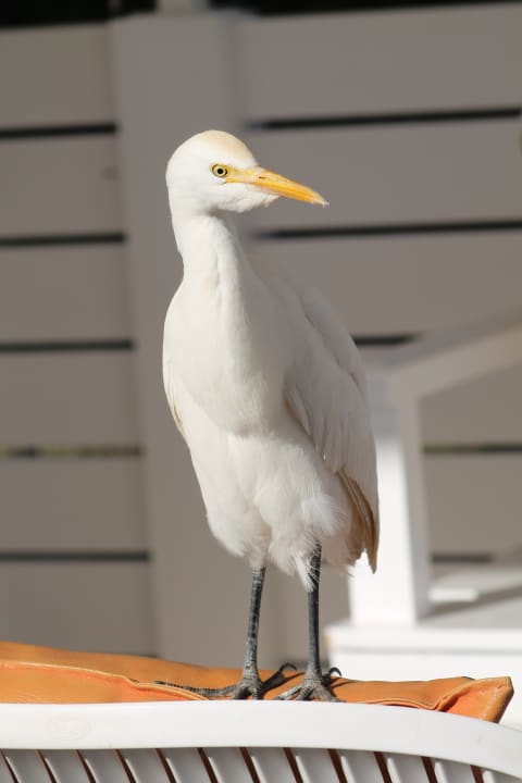 Sonstiges Desert Rose