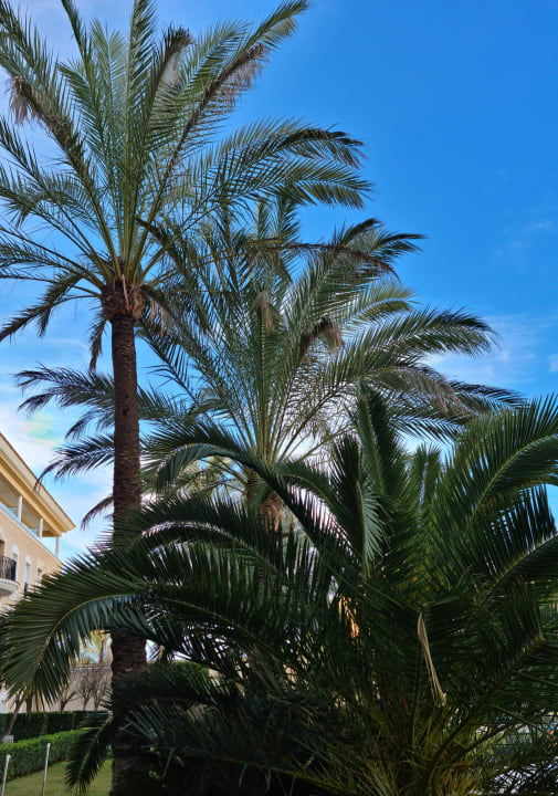 Gartenanlage Grupotel Playa de Palma Suites & Spa