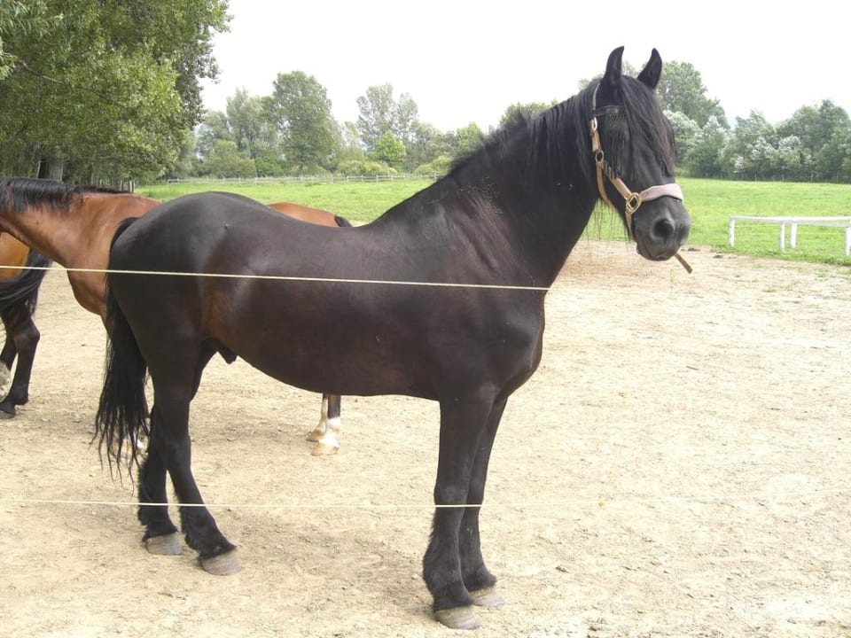 Friese Matild Country Hotel