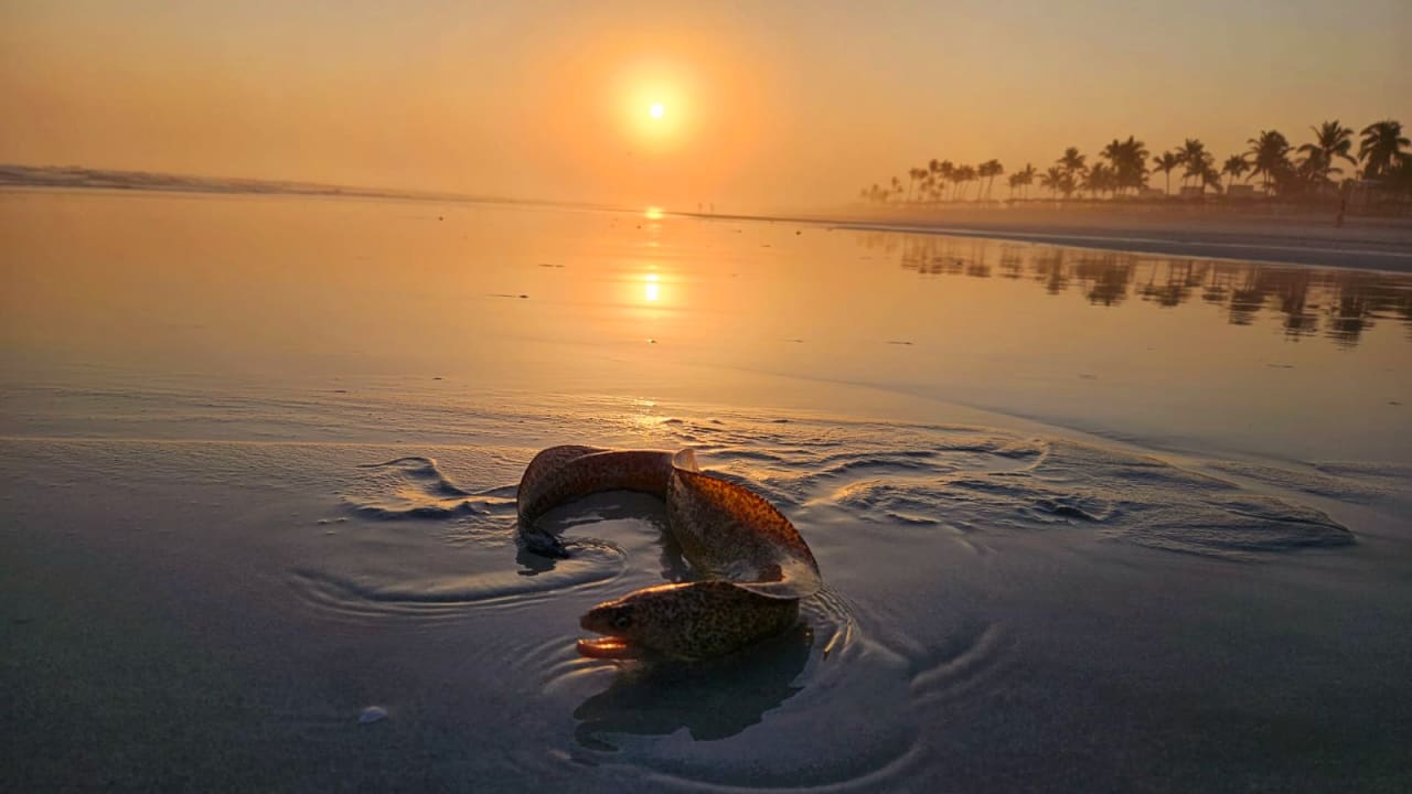 Strand Salalah Rotana Resort