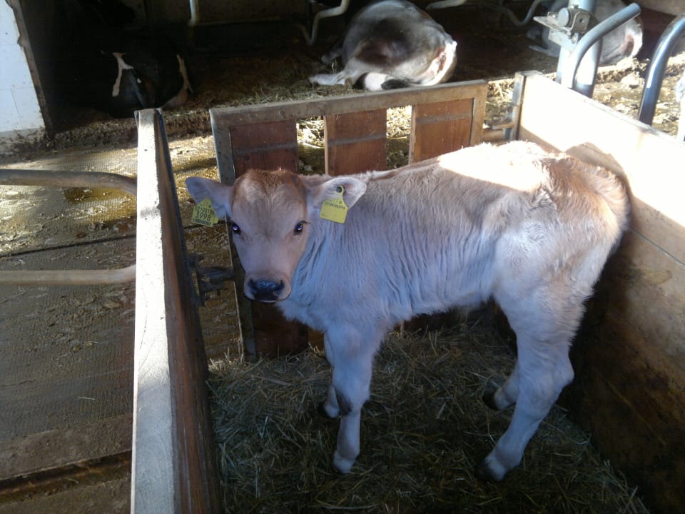 Hof-Bewohner KIRCHWIESERHOF