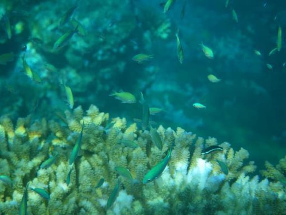 Unterwasser Veligandu Maldives Resort Island