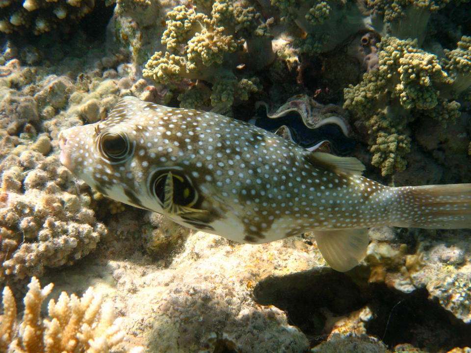 21 Stella Beach Resort & Spa Makadi Bay