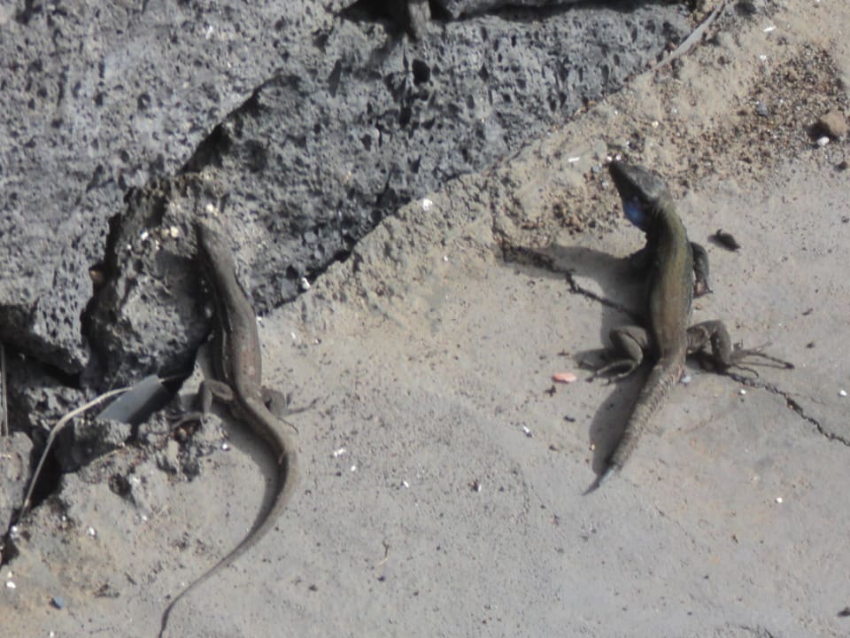 Alles schön, wenn man die Armen amg La Palma Princess