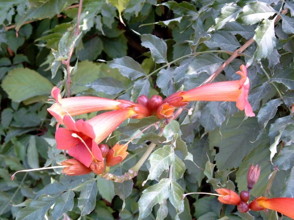 Pflanzen in der Hotelanlage Ölüdeniz Beach Resort by Z Hotels