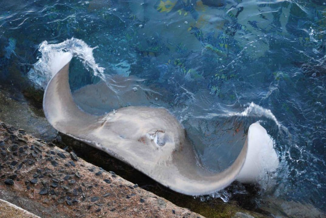 Rochen am Steg Summer Island Maldives