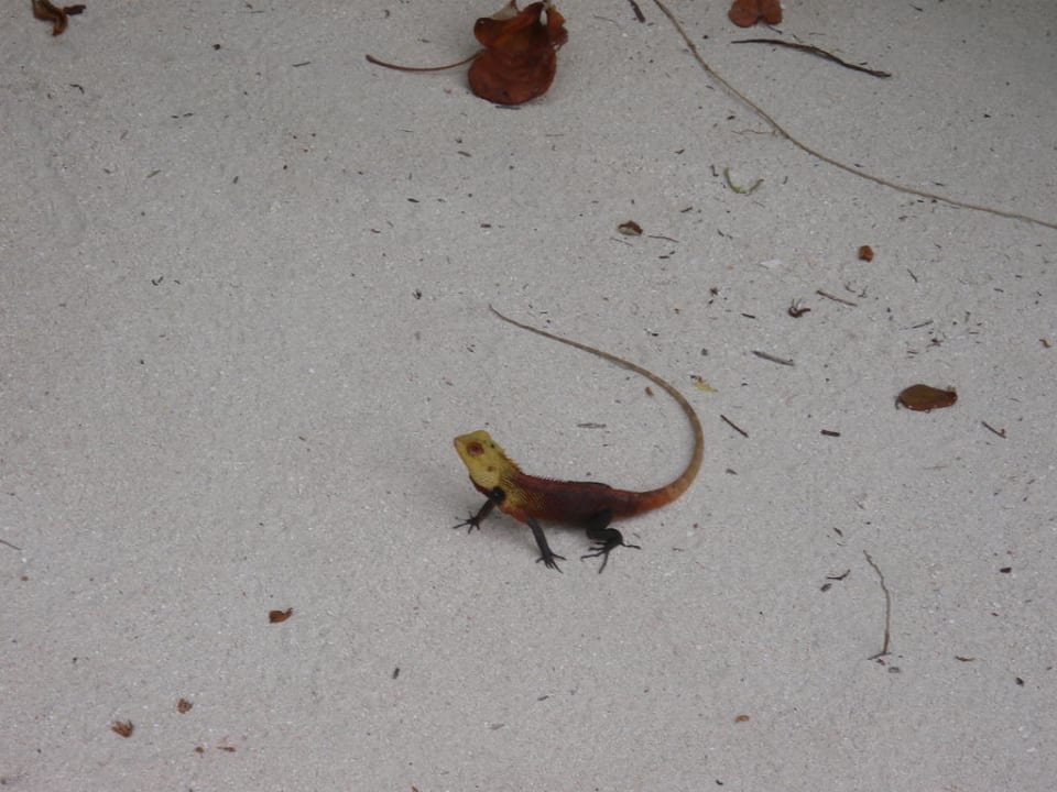 Gecko NH Collection Maldives Reethi Resort