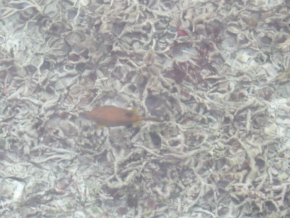 Vom Steg der Ocean Villa fotografierte Fische Adaaran Select Hudhuran Fushi - Premium All Inclusive