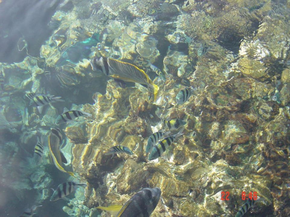 Fische vom Steg aus Baron Resort