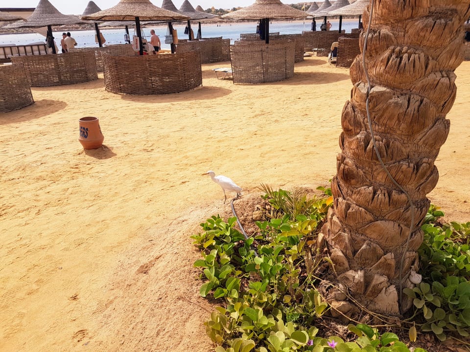 Strand Steigenberger Coraya Beach - Adults only