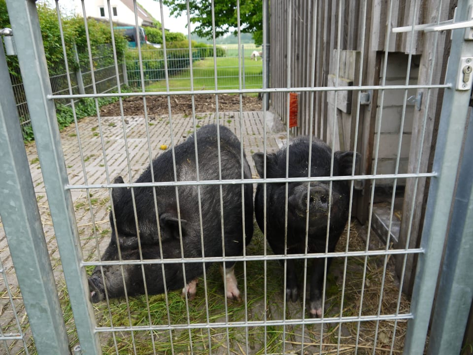 Die Vegetarier Borsti und Rosa Ferienbauernhof Liesenberg mit Meerblick