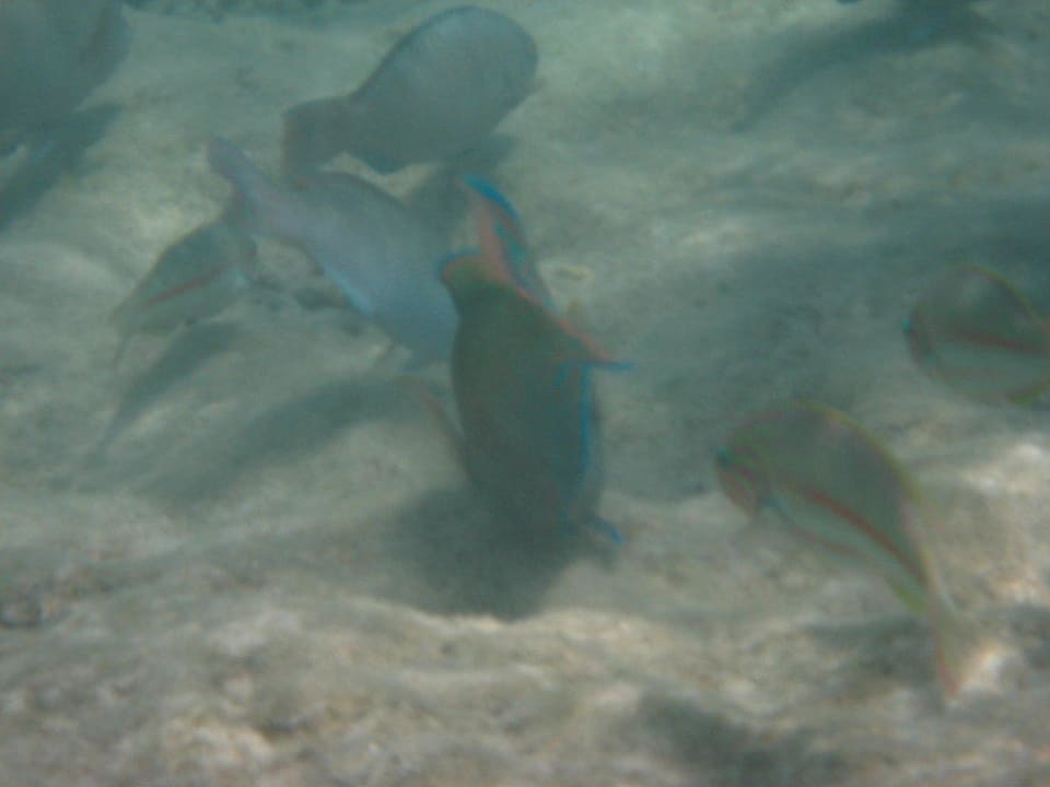 Unterwasserwelt Grand Makadi