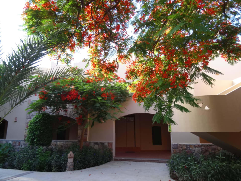 Blühende Freude Shams Alam Beach Resort